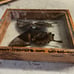 Vintage Blue Papilio Ulysses Butterfly in Frame