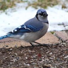 Bluejay photo
