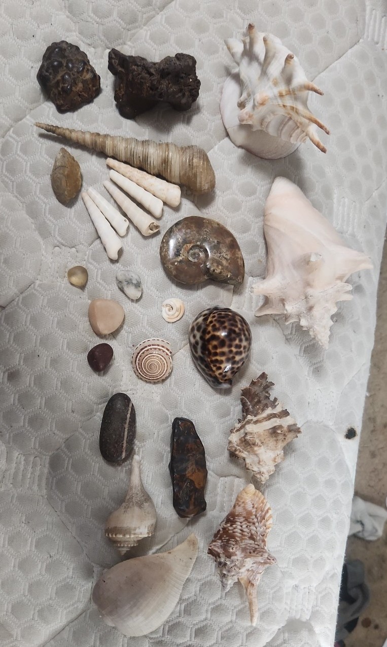 Fossils, rare large shells, meaotorites, coprolite,topaz.lot of 25