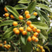 Loquat tree Japanese Plum tree Edible