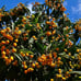 Loquat tree Japanese Plum tree Edible