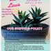 Loquat tree Japanese Plum tree Edible