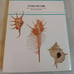 The Great Illustrated Encyclopedia of Marine Shells of the World