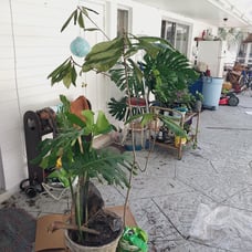 Proof of life/ shipment for loquat for trinket