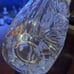 Crystal Pitcher Cut Leaves Flame Pattern  Euport Violetta Crystal Pitcher