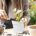 Pots for Plants 7.5 inch Plastic Planters with Multiple Drainage 8 Pcs