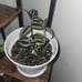 Pots for Plants 7.5 inch Plastic Planters with Multiple Drainage 8 Pcs