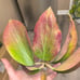 Marginata IML 2727 HOYA CUTTING