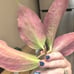 Marginata IML 2727 HOYA CUTTING