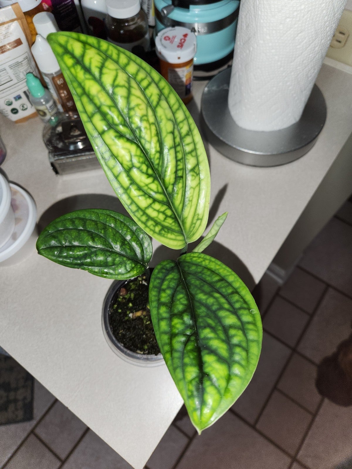 Monstera Peru variegated