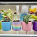 5” Show me the roots self watering planter. choose your color