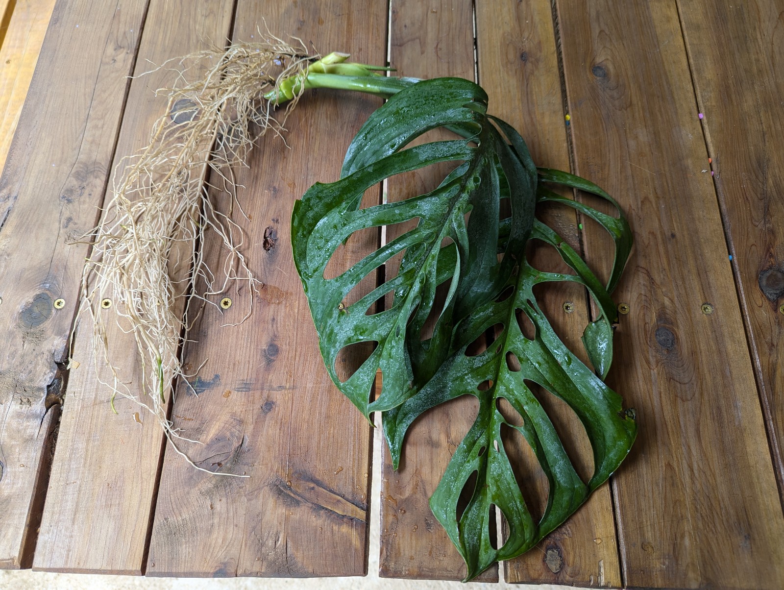Monstera Esqueleto Cutting - Rooted with new growth!