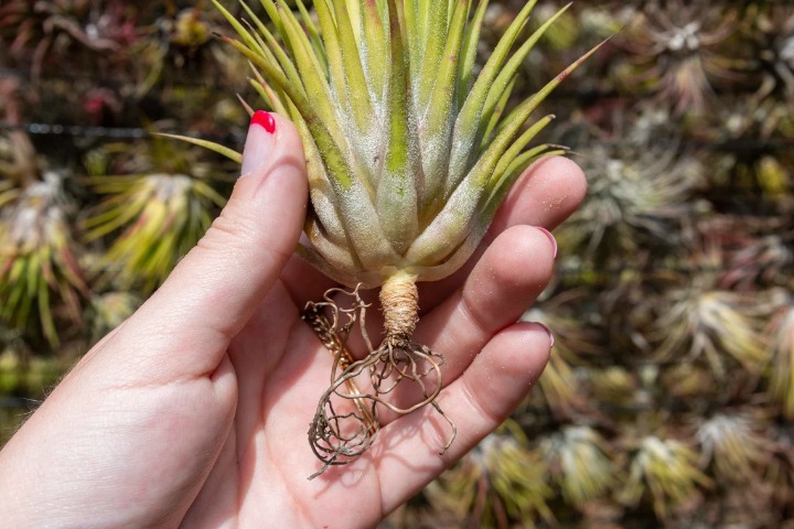 12-Pack Air Plants - 30 Air Plants Guarantee - Wholesale Air Plants