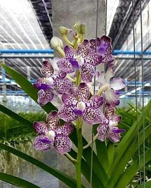 Vanda Kyra Green - spotted orchid