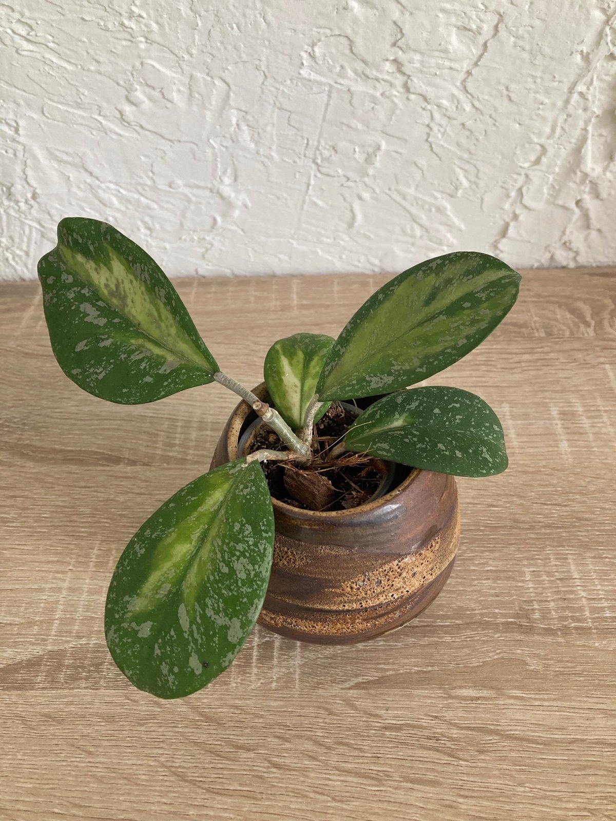 Hoya Obovata Variegated Splash Rare Plant
