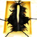 REAL FEATHER TOP