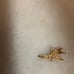 10K gold tinkerbell charm