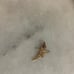 10K gold tinkerbell charm