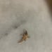 10K gold tinkerbell charm