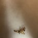 10K gold tinkerbell charm
