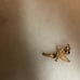 10K gold tinkerbell charm