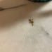 10K gold tinkerbell charm