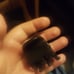 A clip