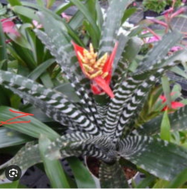 Very Large Planter Full Of Amazonian Bromeliads Aechmea