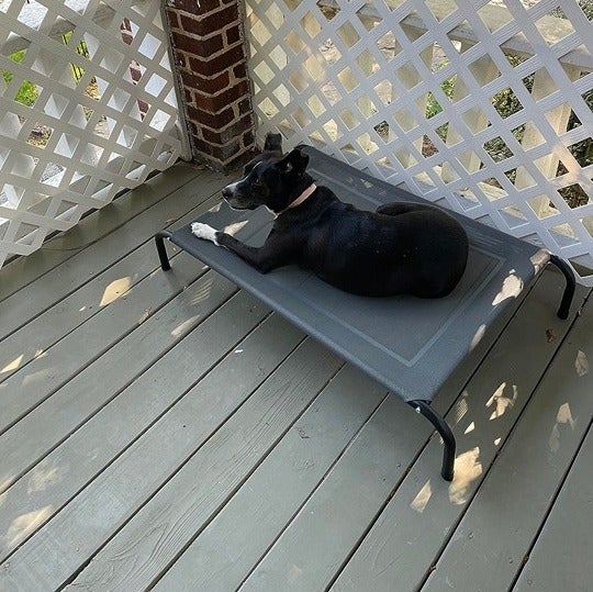 Elevated Raised Cooling Cots Bed for Large Dogs, Portable, Grey, 49 inches