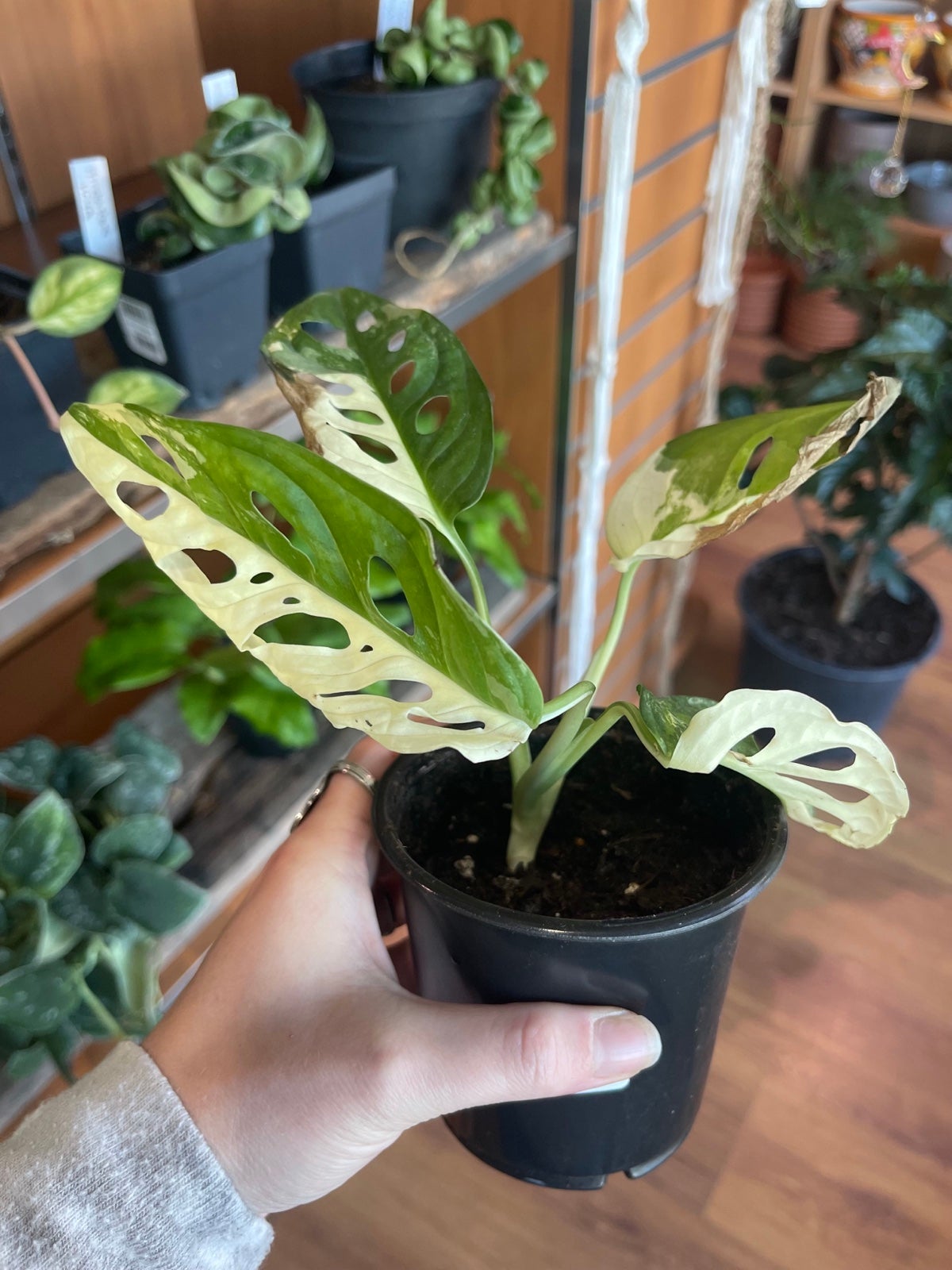 Variegated Monstera Adansonii