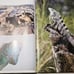 Wild Animals - Extra Large Hardcover By Hook, Patrick - Fair Condition