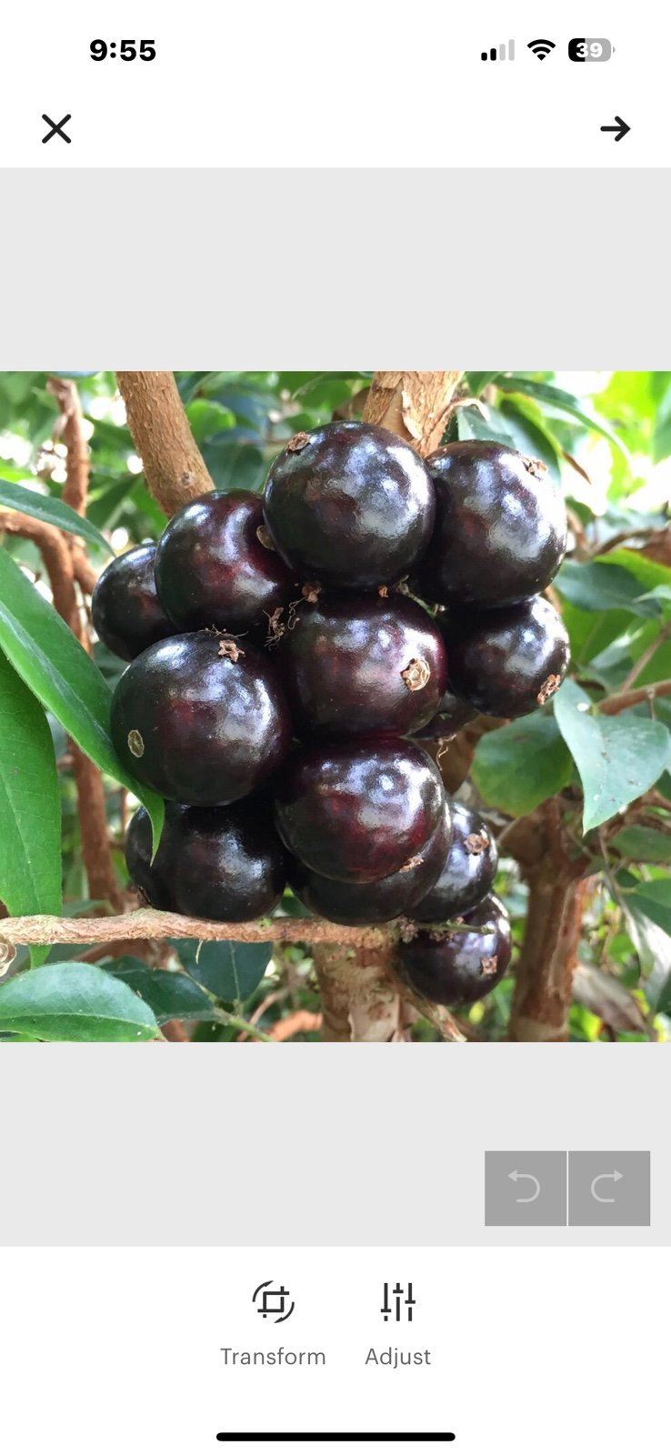 Gigante Jaboticaba tree plant grafted mature 15” in tall in 6 in pot