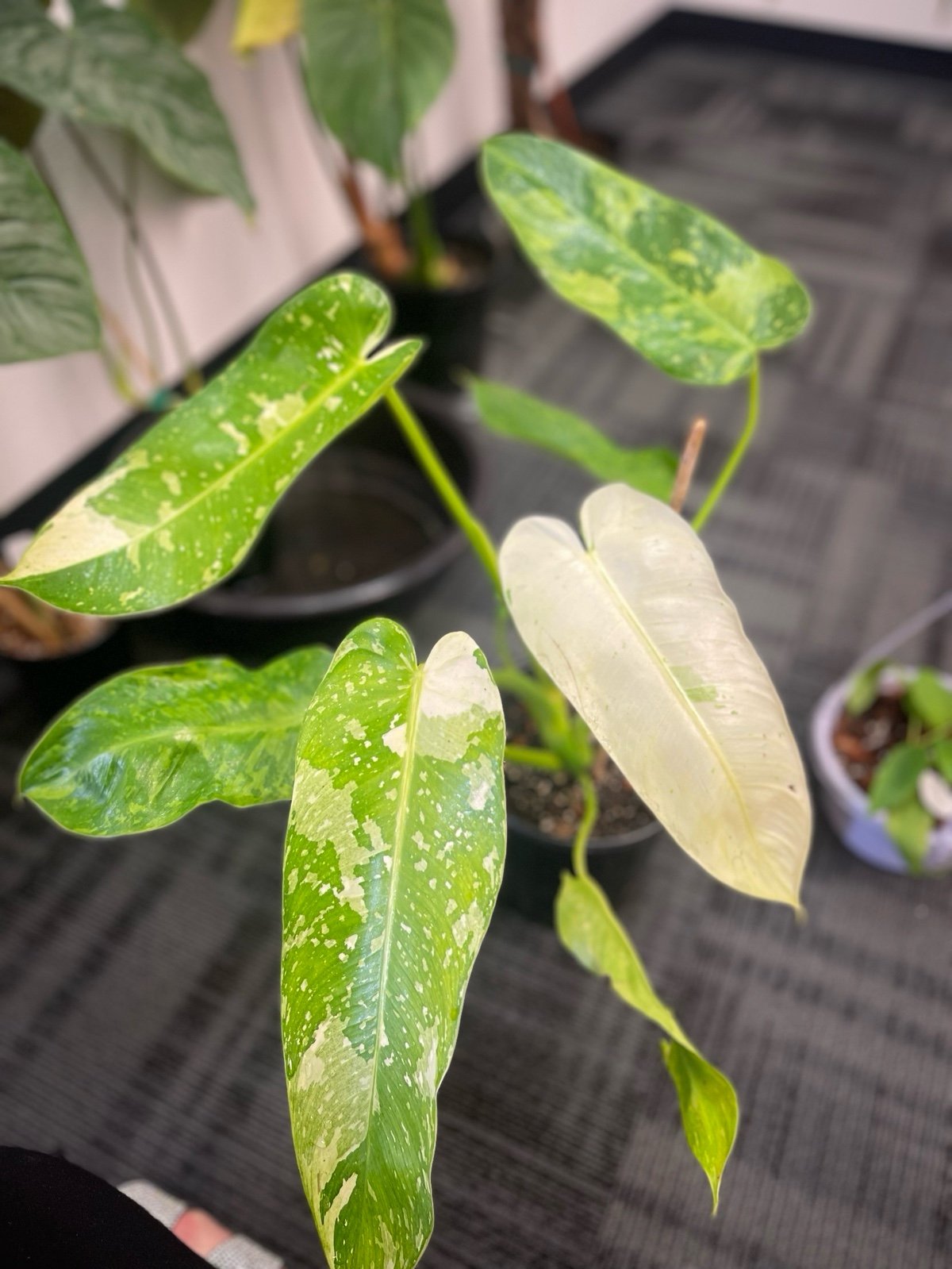 philodendron jose buono
