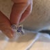 Blue Tanzanite Sterling Silver Ring 2.07TCW valentine engagement