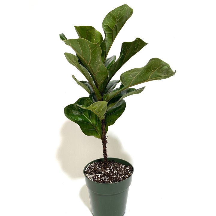 Ficus Fiddle Leaf Fig Bambino Tree Form Single