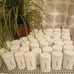 Native Deodorant Bundle of 40