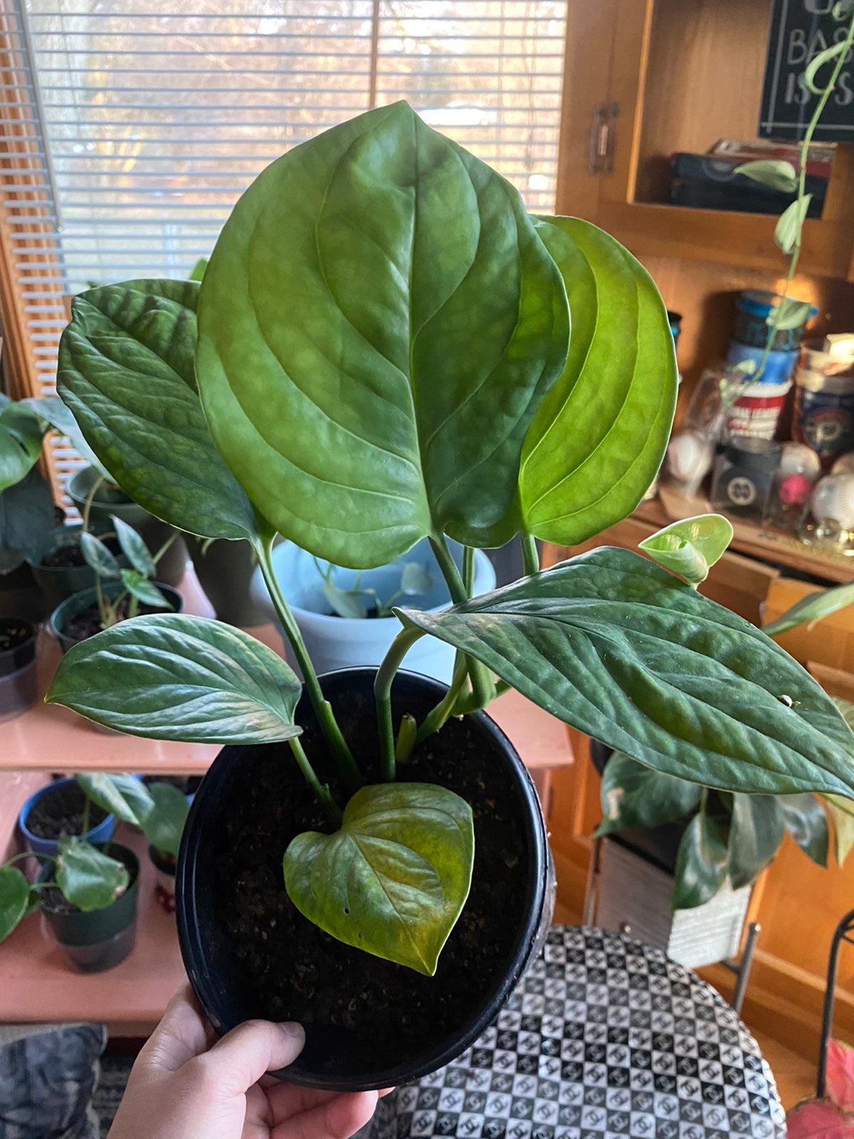 Monstera Pinnatipartita