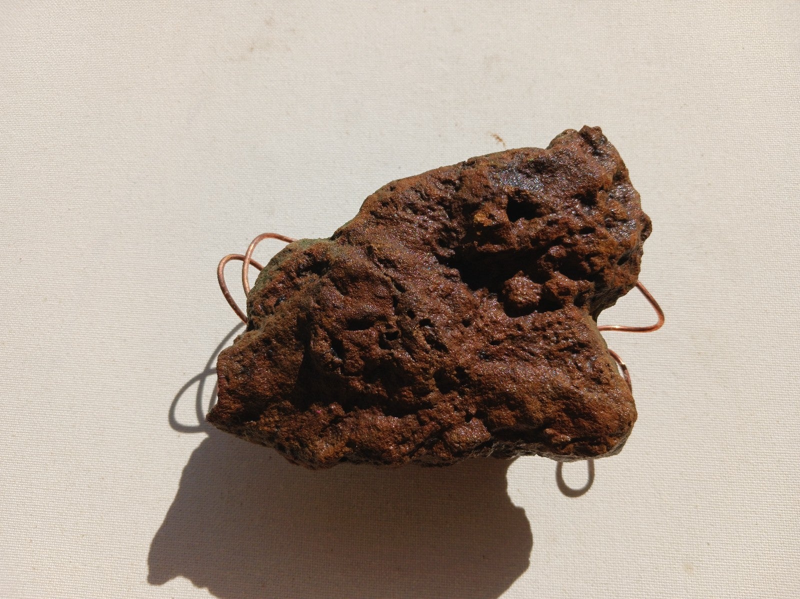 Mesozoic era Dinosaur skull