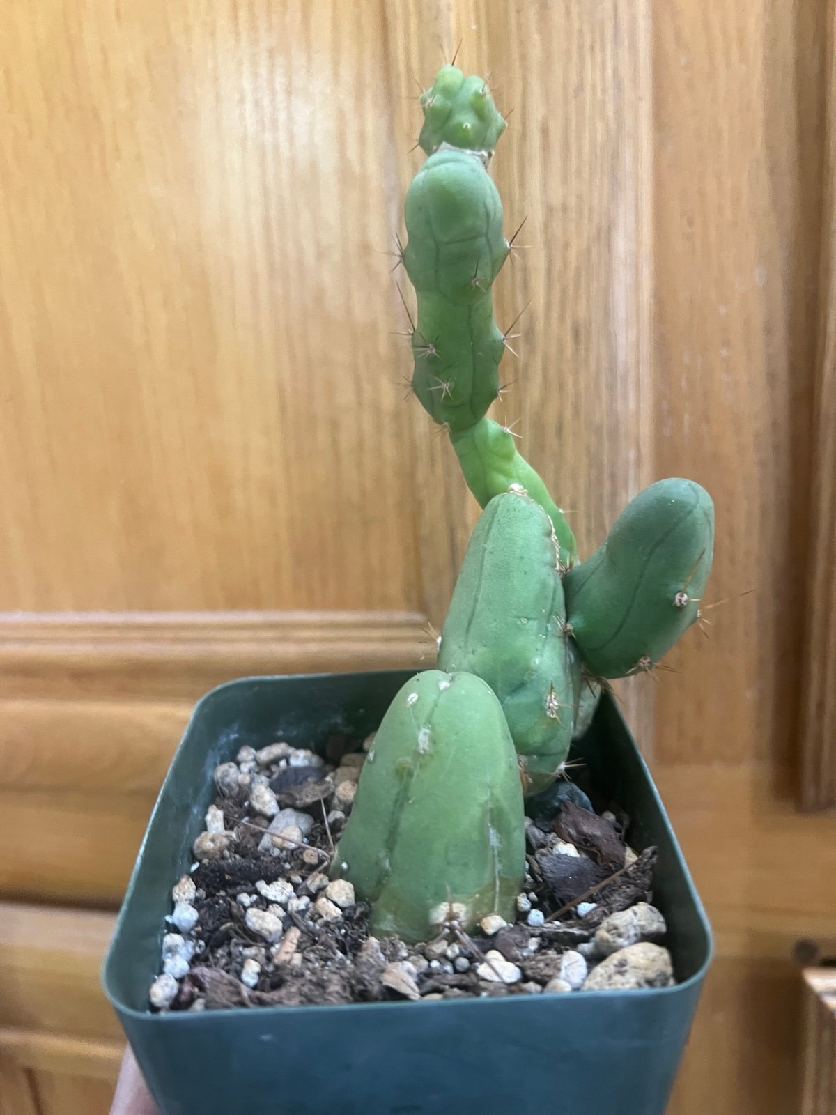 PEN CRESTED CACTUS!