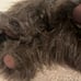 Folkmanis Wooly Mammoth Puppet NWT