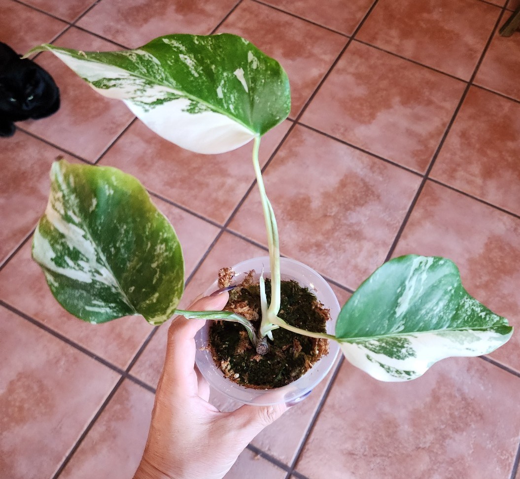 Variegated Monstera Albo Rooted