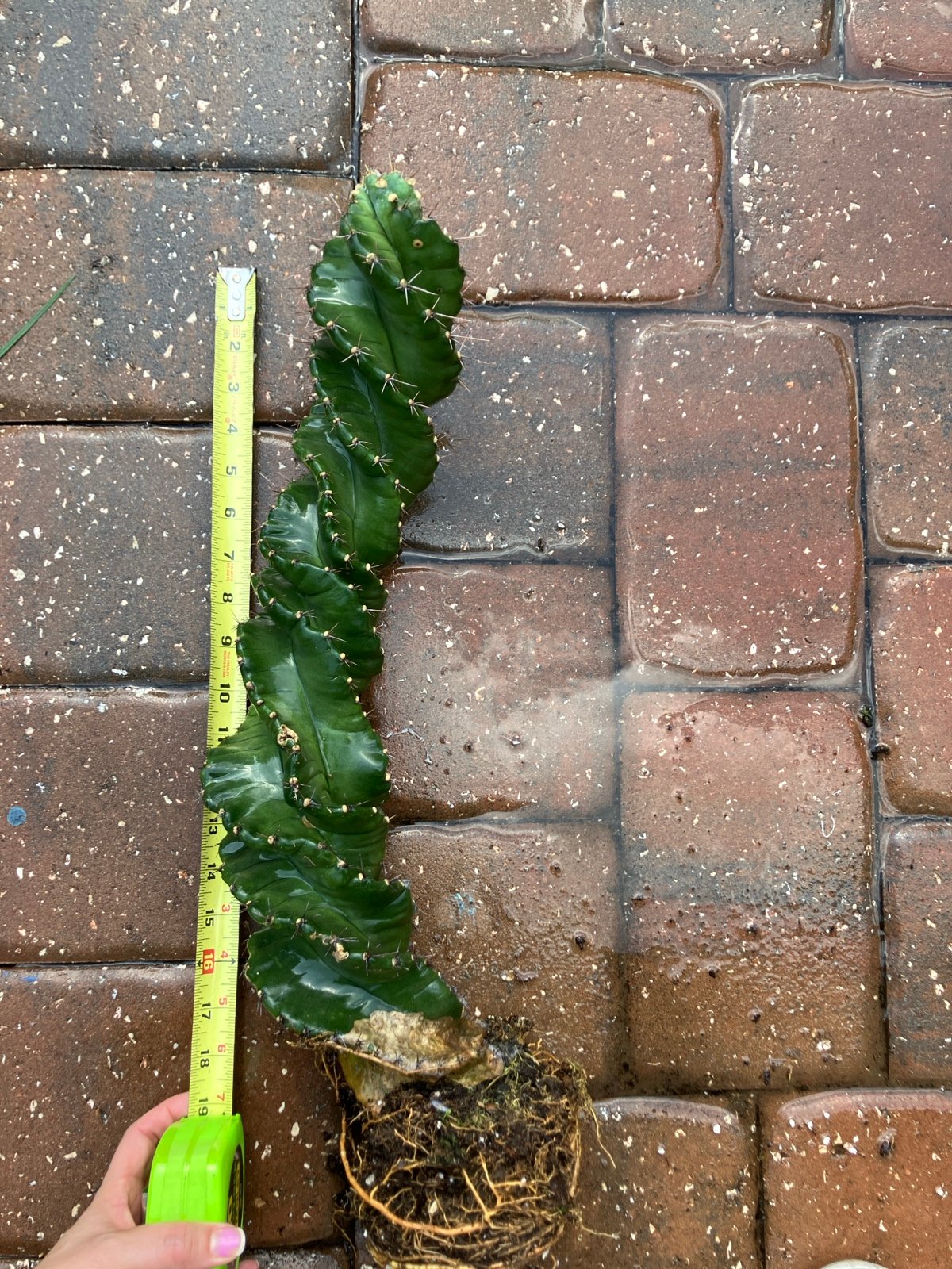 Well rooted Spiral Cactus