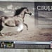 NIB Breyer Cirrus