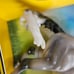 NIB Breyer Cirrus
