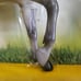 NIB Breyer Cirrus
