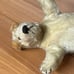 Vintage 50's Steiff Mohair Dog Foxy Foxterrier Hand Puppet No ID