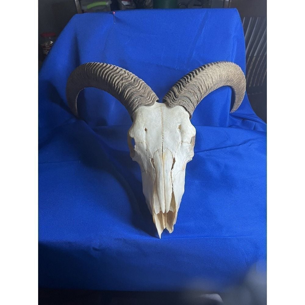 Ram skull brown horns wildlife Found Near Waco tx (T135)