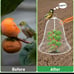 OZMI GARDEN CHICKEN WIRE CLOCHES.