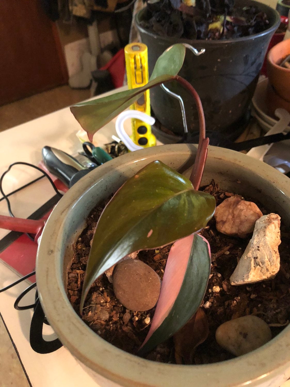 PINK princess philodendron