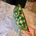Vintage Army green Mexico Pottery bowl